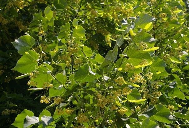 Il tiglio si caratterizza per una delle fioriture più intensamente e gradevolmente profumate, potendo contribuire a rendere – anche da questo punto di vista – maggiormente gradevoli e vivibili le nostre città. Questo albero è stato prescelto per la bellezza del portamento e la ben nota longevità per ricordare lo studioso teologo astigiano Paolo De Benedetti. 